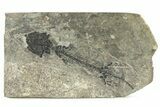 Early Permian Reptiliomorph (Discosauriscus) - Czech Republic #280842-1